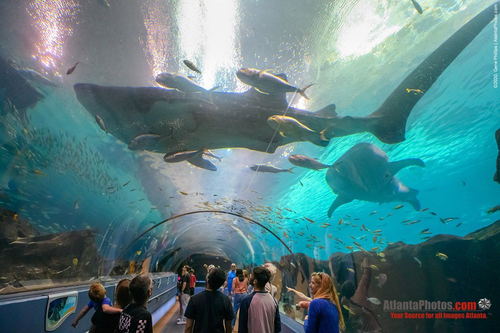Туннель "Океан Вояджер" в океанариуме Georgia Aquarium (Атланта, США)